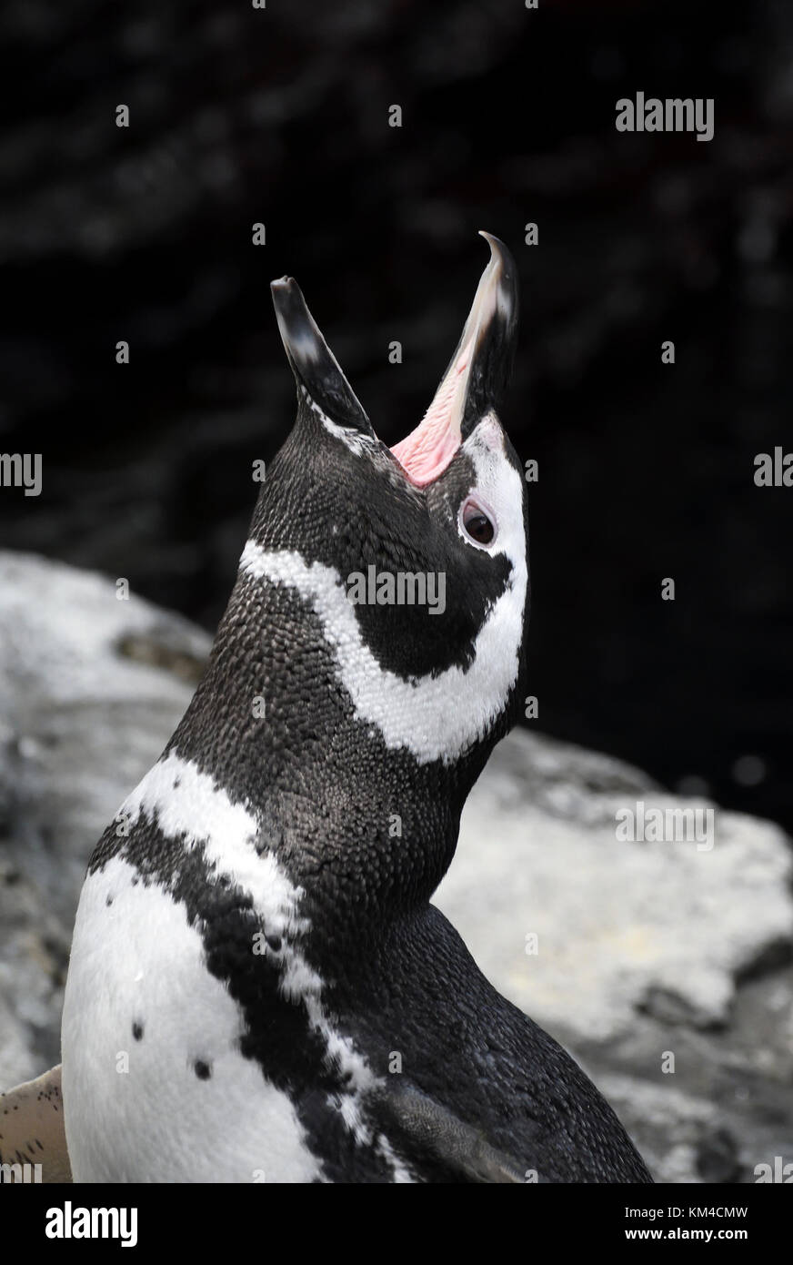 Pinguini humboldt;Spheniscus Humboldti;Vasco da Gama oceanarium;;Lisbona Portogallo Foto stock - Alamy