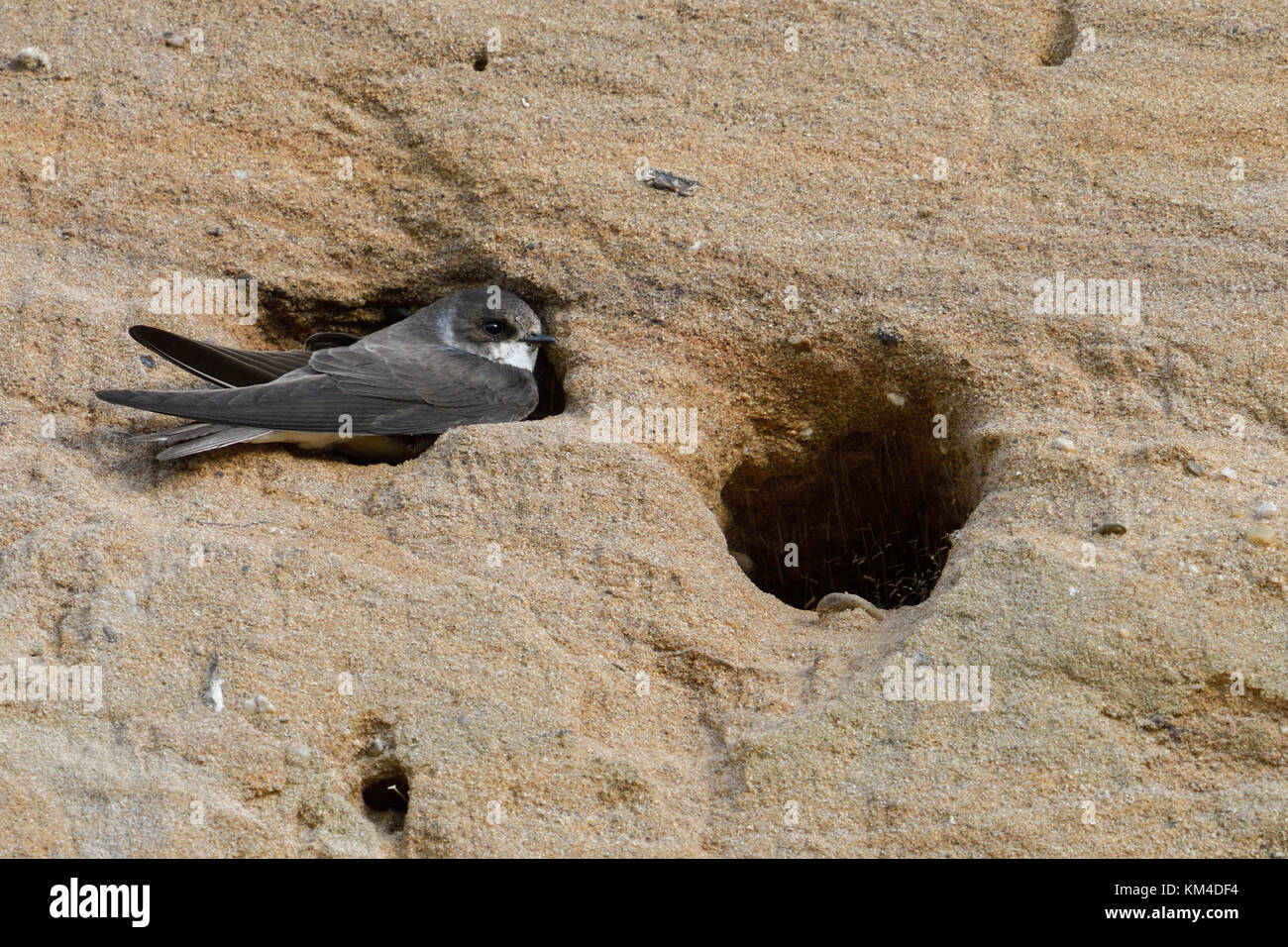 Sabbia Martin / Banca Swallow ( Riparia Riparia ) in seduta, scavando il suo nido foro, parte della colonia di allevamento in una buca di sabbia, la fauna selvatica, l'Europa. Foto Stock