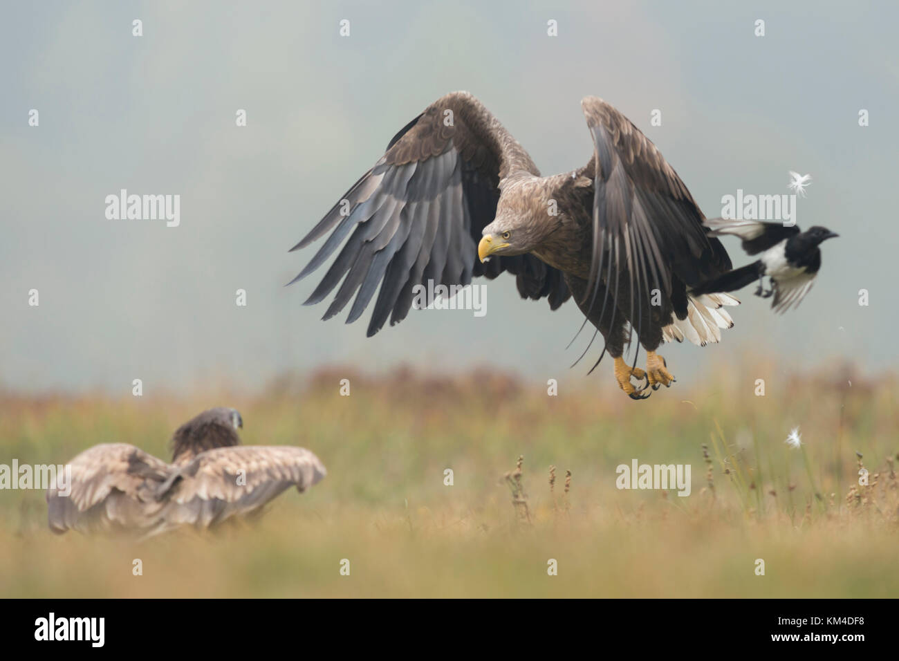 Aquila dalla coda bianca / Aquila di mare ( Haliaeetus albicilla ), adulto in attacchi di volo, inseguire un giovane seduto a terra, fauna selvatica, Europa. Foto Stock