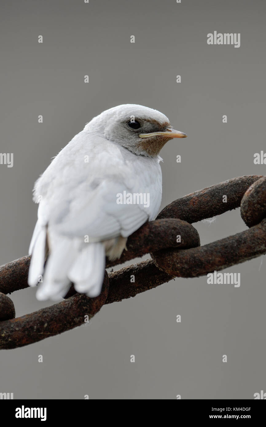 Fienile Swallow / Rauchschwalbe ( Hirundo rustica ), fledged, piumaggio bianco, mutazione genica, leucista, leuco, arroccato su una catena massiccia, vista sul retro Foto Stock