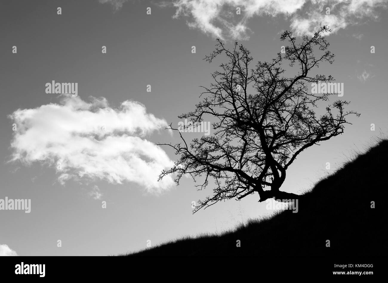 Albero di biancospino, Crataegus monogyna, su una collina che crea una silhouette drammatica, l'effetto iniziale è dovuto all'esposizione della fotocamera per uno sfondo più luminoso Foto Stock