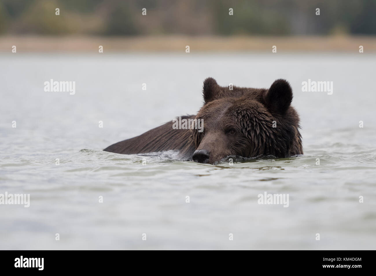 Unione orso bruno / Europaeischer Braunbaer ( Ursus arctos ) nuoto, balneazione, giocare in acqua in un lago. Foto Stock