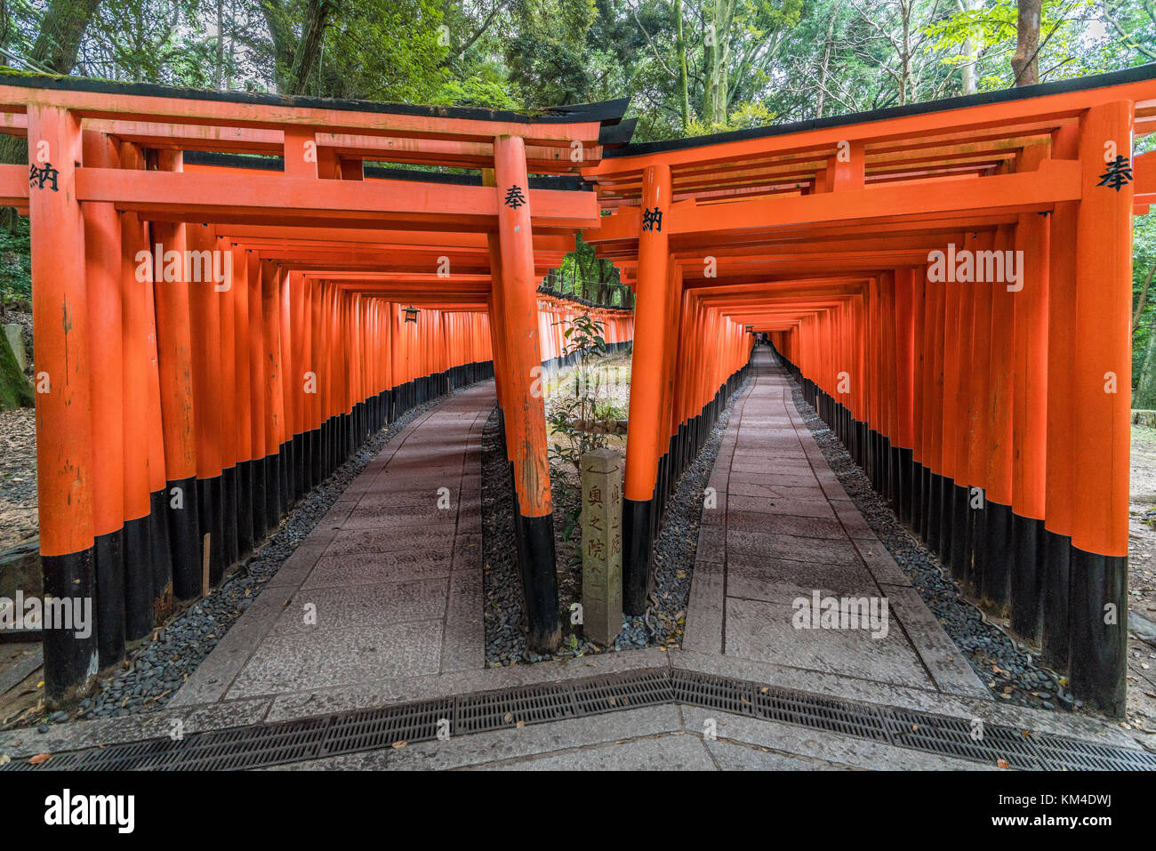 Percorsi di Red Torii gate a Fushimi Inari Taisha Sacrario scintoista, Fushimi-ku, Kyoto Foto Stock