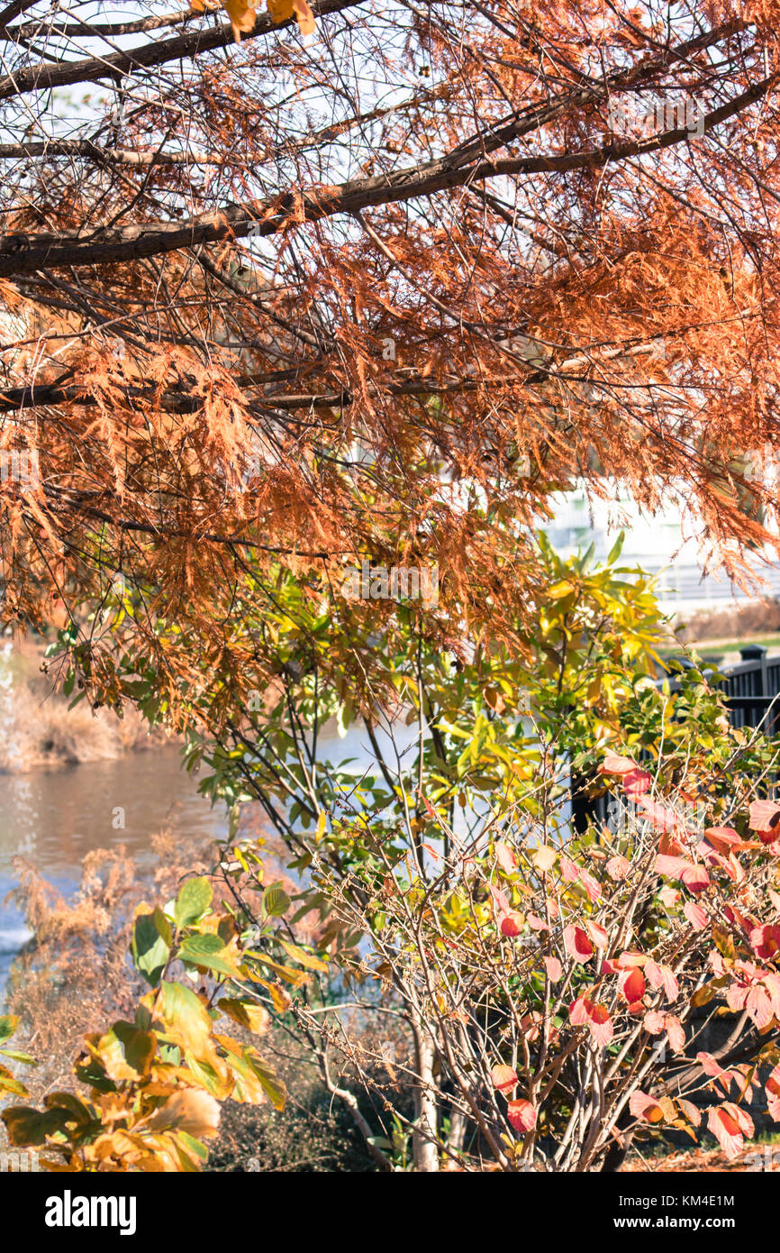 Foglie colorate in autunno Foto Stock