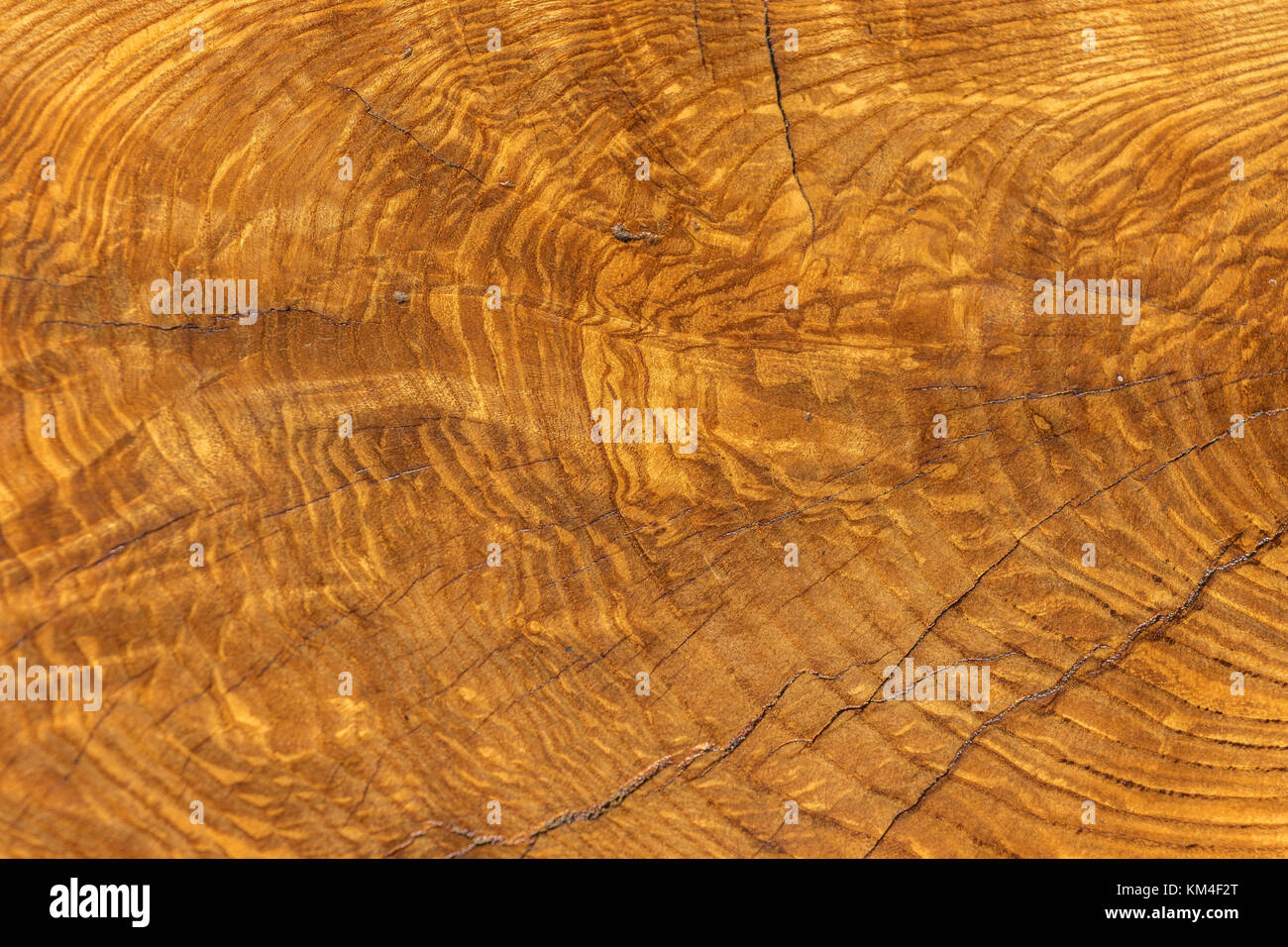 Close up abbattuto Quercia , che mostra i dettagli incredibili di la venatura del legno e anelli di crescita sul tronco di albero Foto Stock