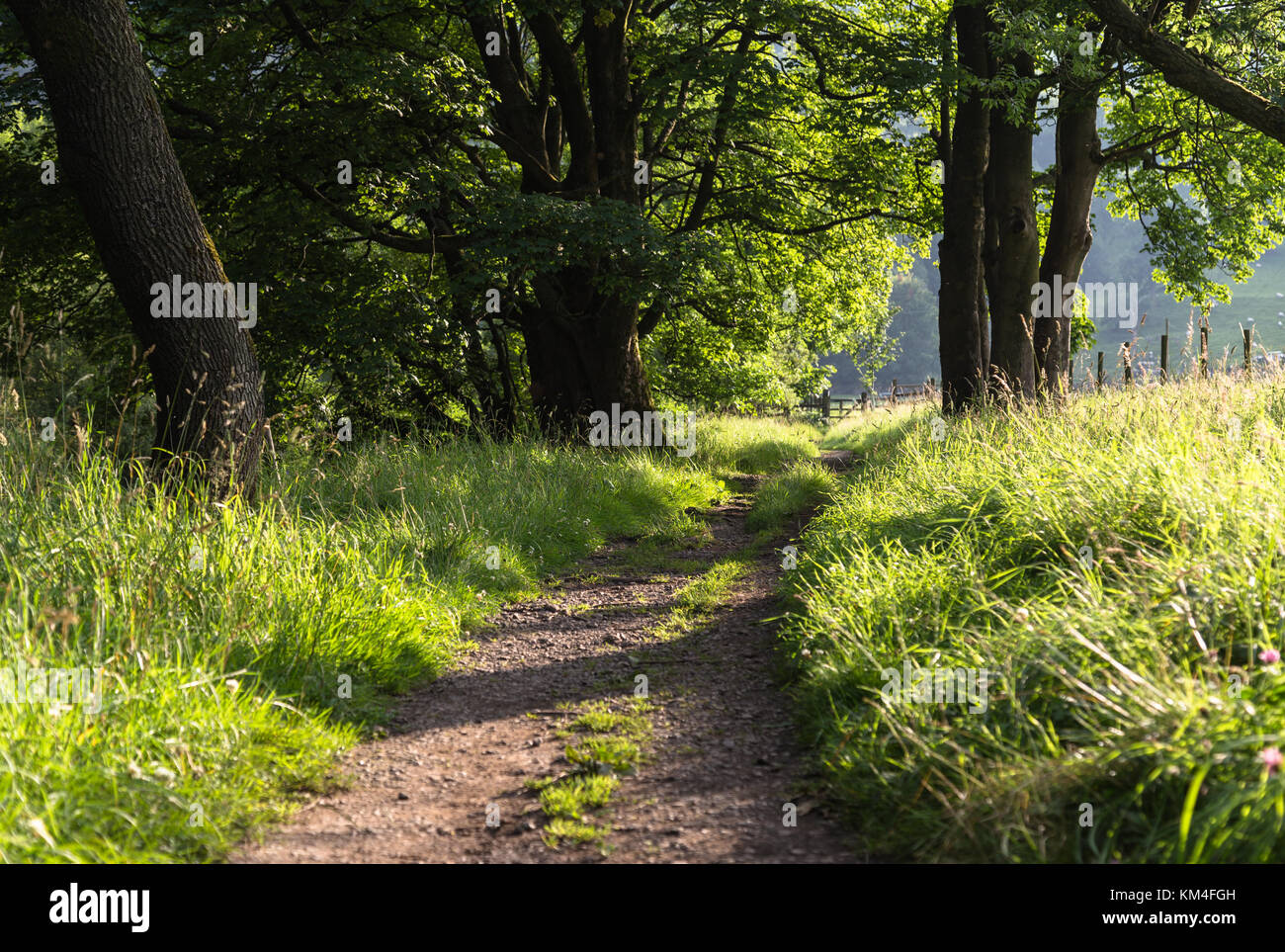 Il Dales modo sentiero a Buckden nel Yorkshire Dales National Park, Inghilterra Foto Stock