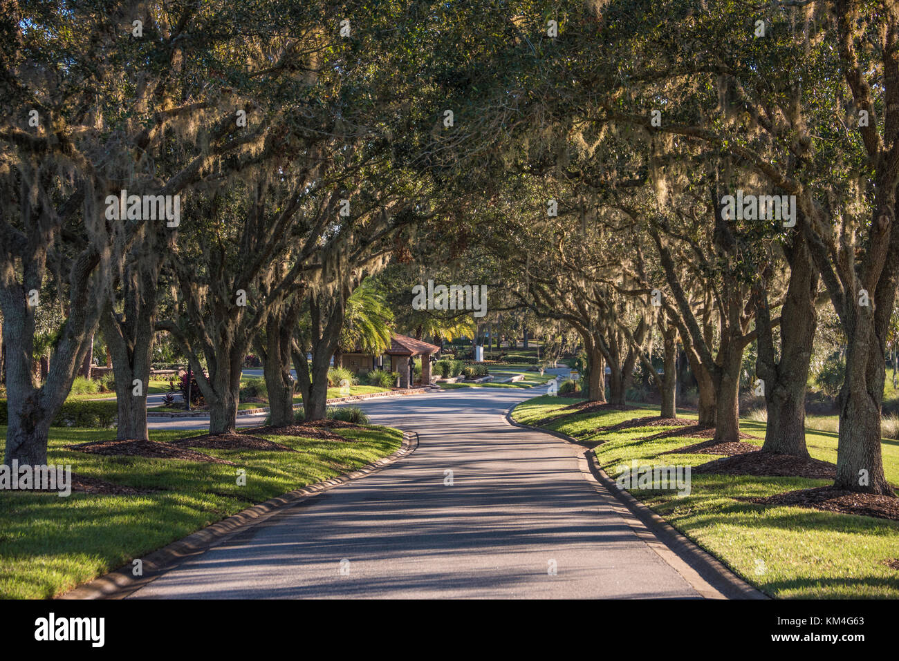 Tree Lane coperto vicino all'ingresso al Sawgrass Pointe al Sawgrass Club dei Giocatori nel Ponte Vedra Beach, Florida. (USA) Foto Stock