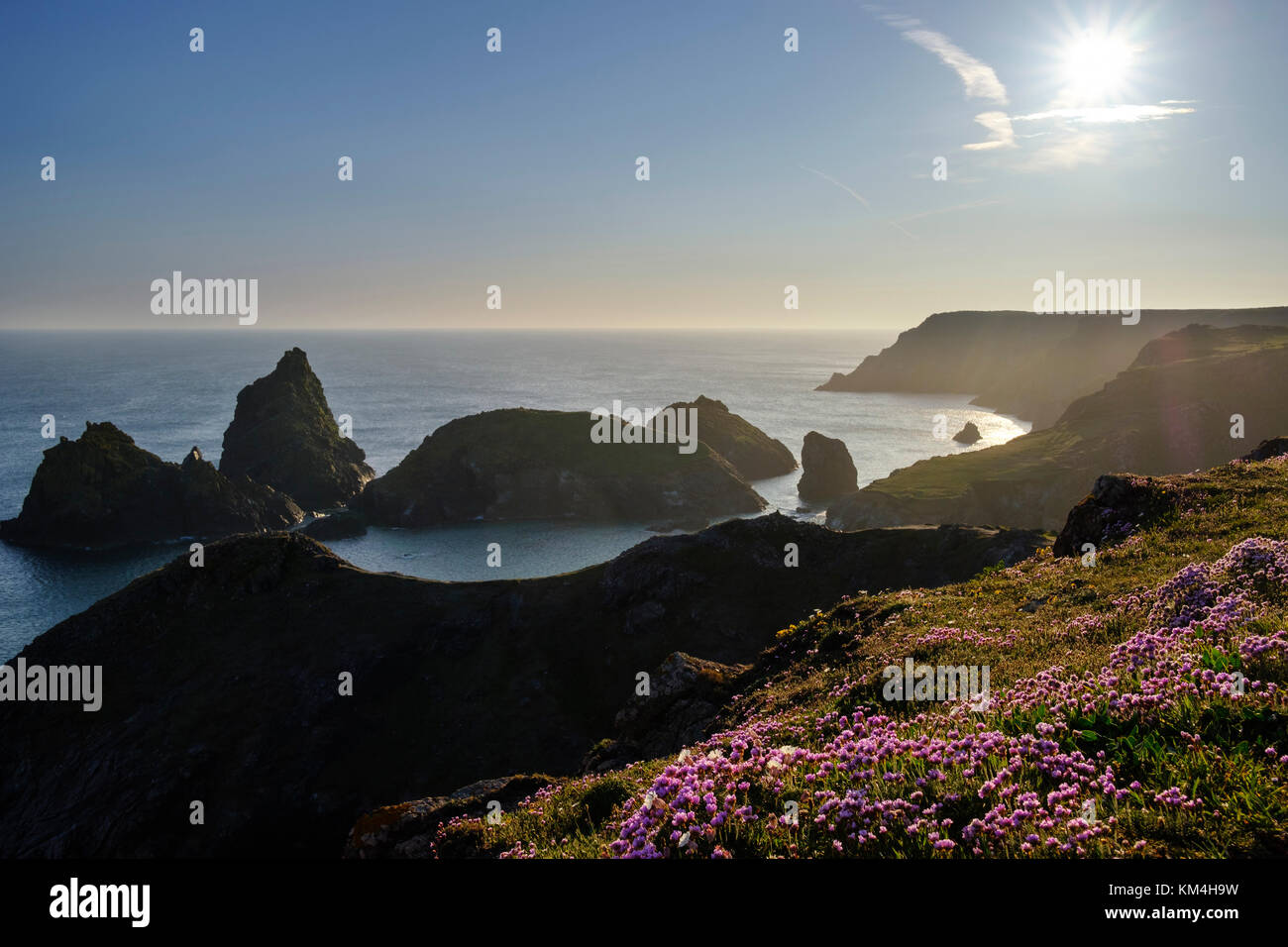 Strand-Grasnelke (Armeria maritima), Abendstimmung, Kynance Cove, Lizard-Halbinsel, Cornwall, Inghilterra, Großbritannien Foto Stock