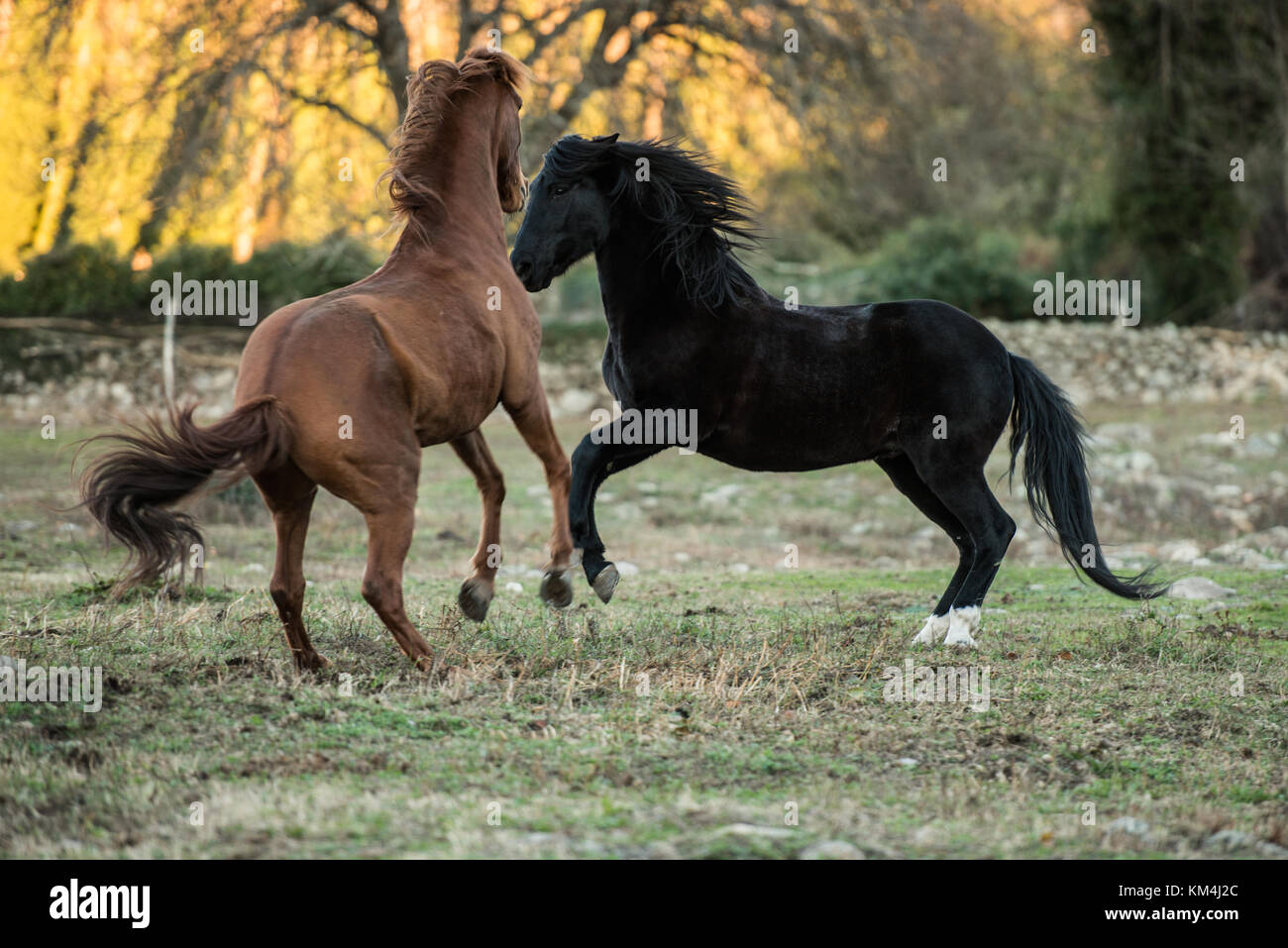 Una coppia di cavalli, uno marrone e l'altro nero, giocare in un ranch vicino a Jerte, Estremadura, Spagna. Foto Stock
