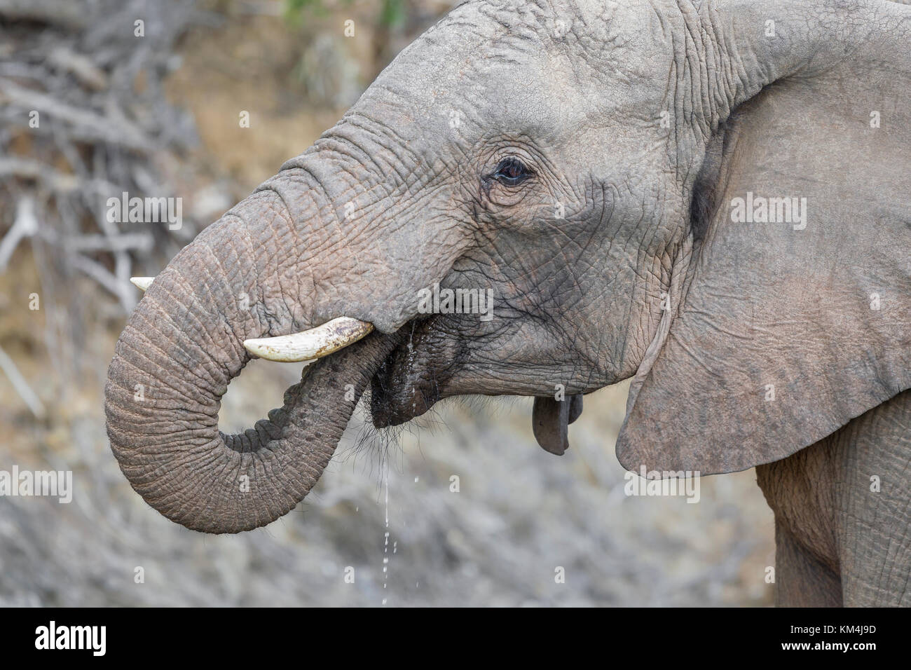 Elefante africano a bere, close up ritratto, con acqua che scorre verso il basso dalla sua bocca. Foto Stock