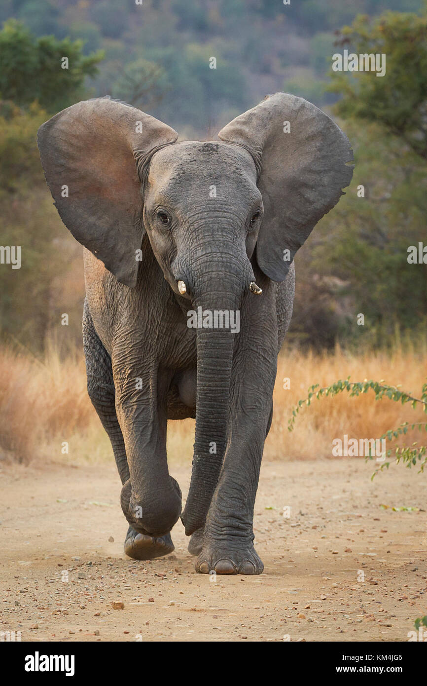I giovani dell' elefante africano mock cariche al marakele Game Reserve, sud africa Foto Stock