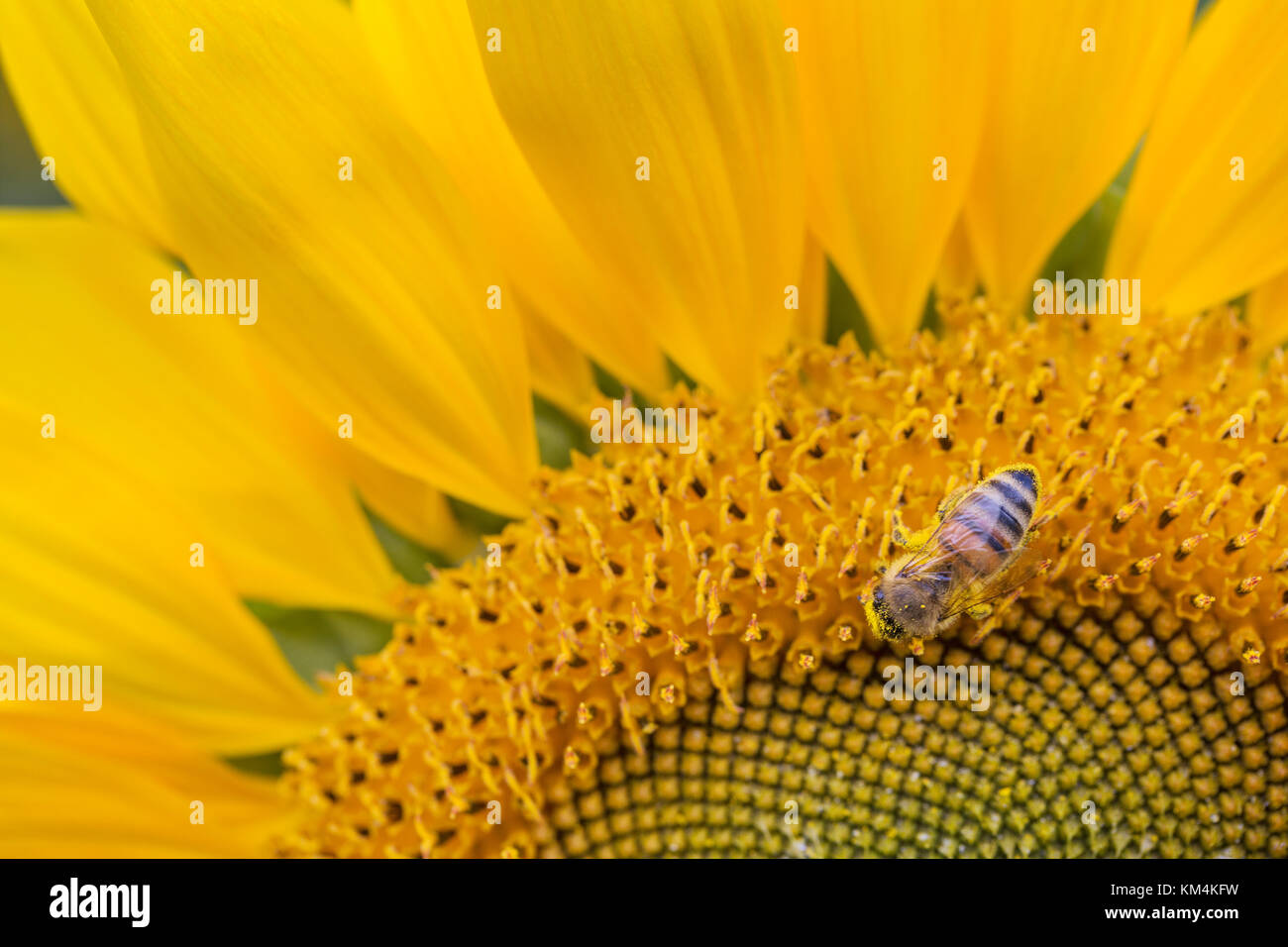 Close up dei semi di girasole. Foto Stock