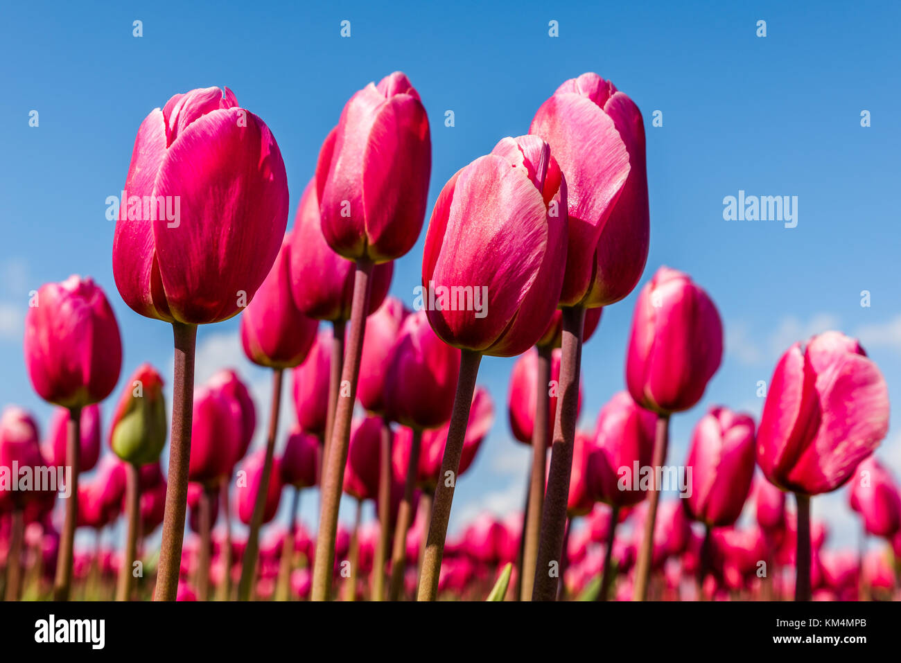 Rosa vibranti tulipani in un campo in Olanda in una giornata di sole con un cielo blu sopra. Foto Stock