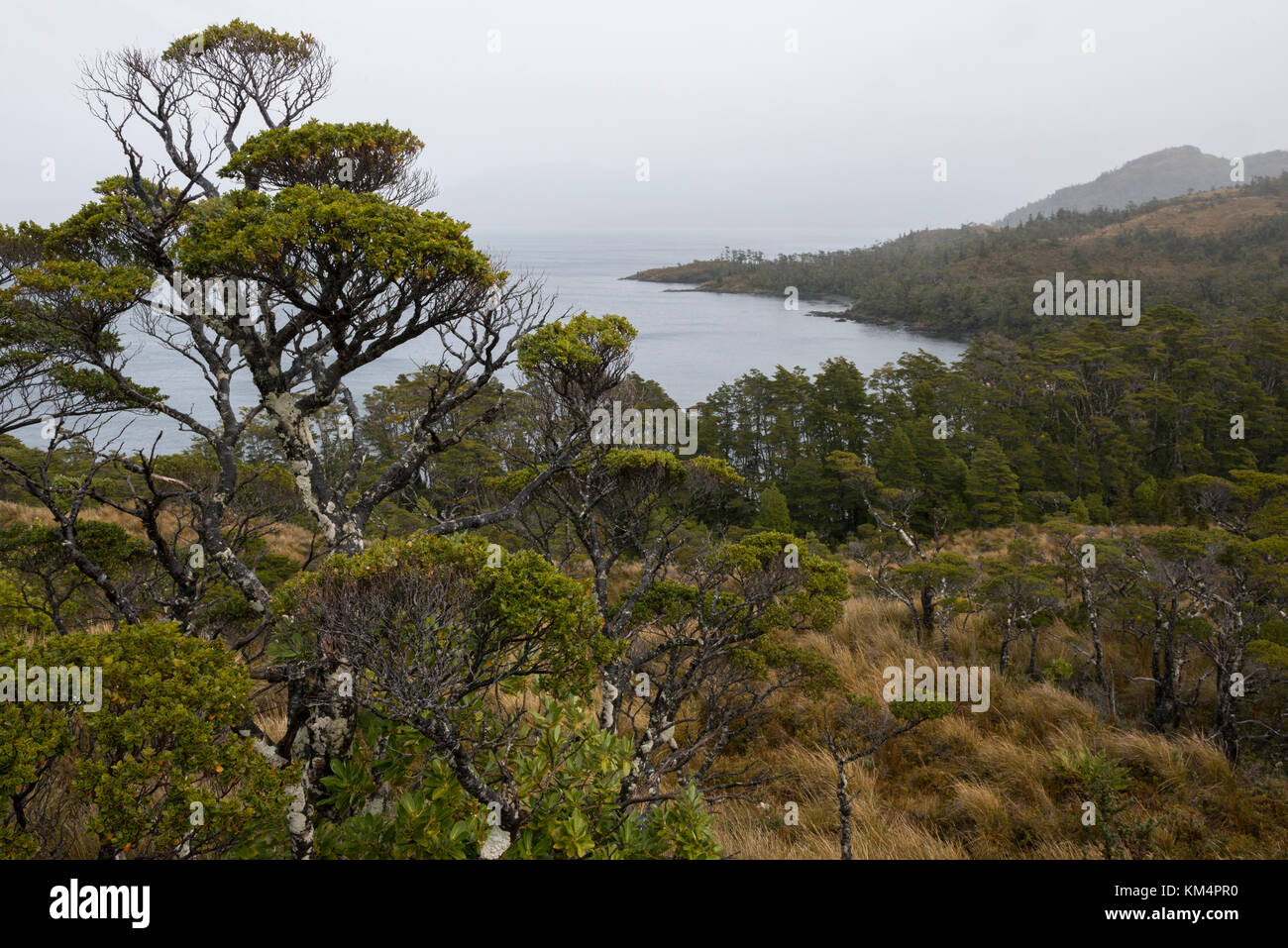 Vegetazione a Carlos III isola, nello stretto di Magellano Foto Stock