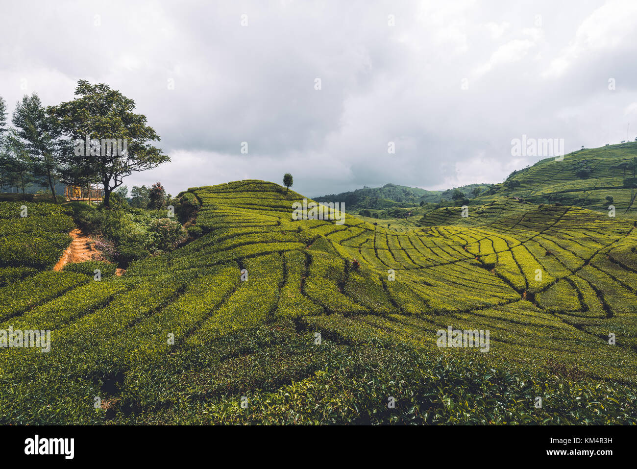 La piantagione di tè da strada in Bandung Foto Stock