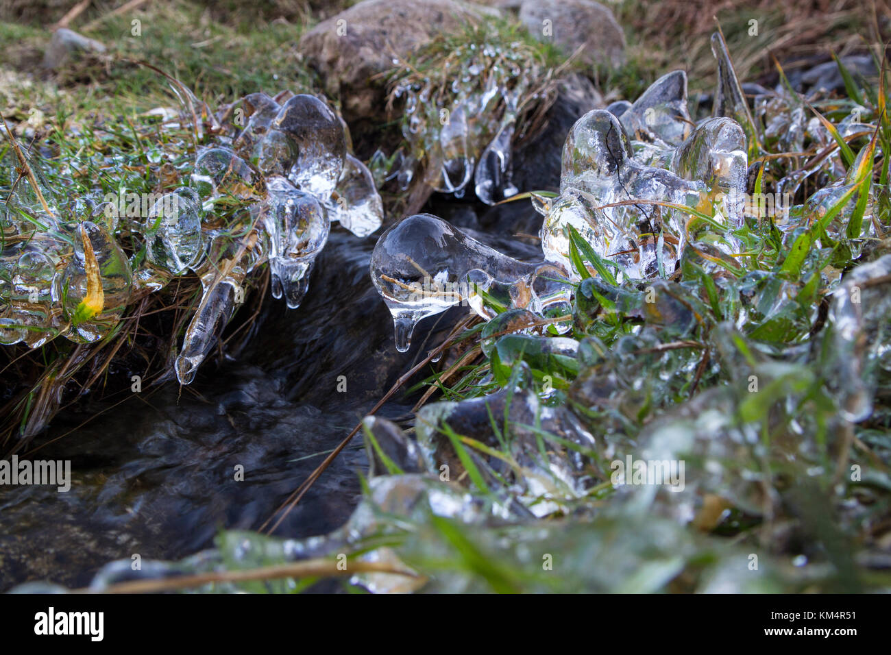 Gambi di erba incastrata nel ghiaccio in corrispondenza del lato di un flusso REGNO UNITO Foto Stock