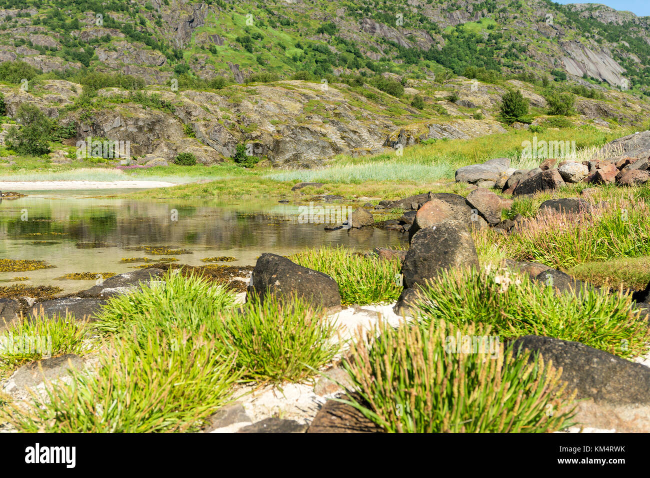 Le acque turchesi della baia, le pietre e la verde erba in estate, arcipelago delle Lofoten, Norvegia Foto Stock