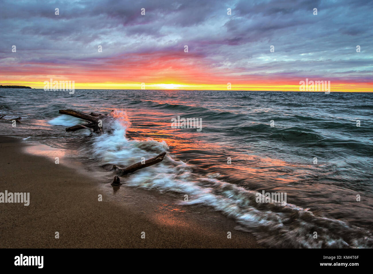 Il Mostro Marino. Driftwood abstract sul telecomando rive sabbiose del Lago Huron in porto Austin, Michigan. Foto Stock