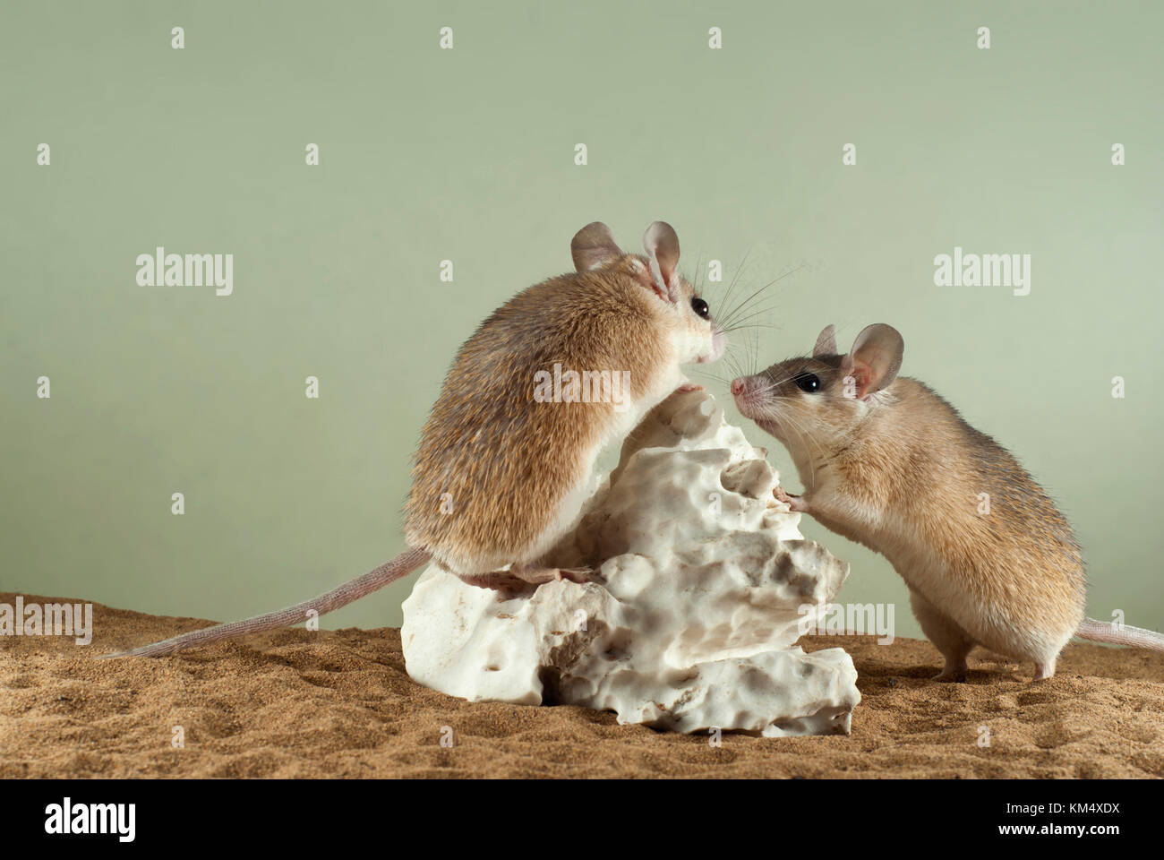 Due mouse spinoso in un terrario spazioso con un fondo di sabbia e un pittoresco pezzo di gesso Foto Stock
