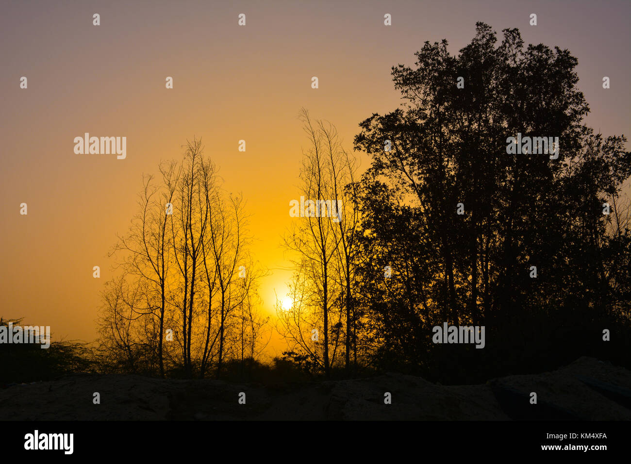 Le albe in Arabia Saudita con Orange Sky e silhouette di alberi Foto Stock