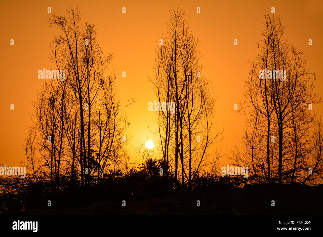 Le albe in Arabia Saudita con Orange Sky e silhouette di alberi Foto Stock