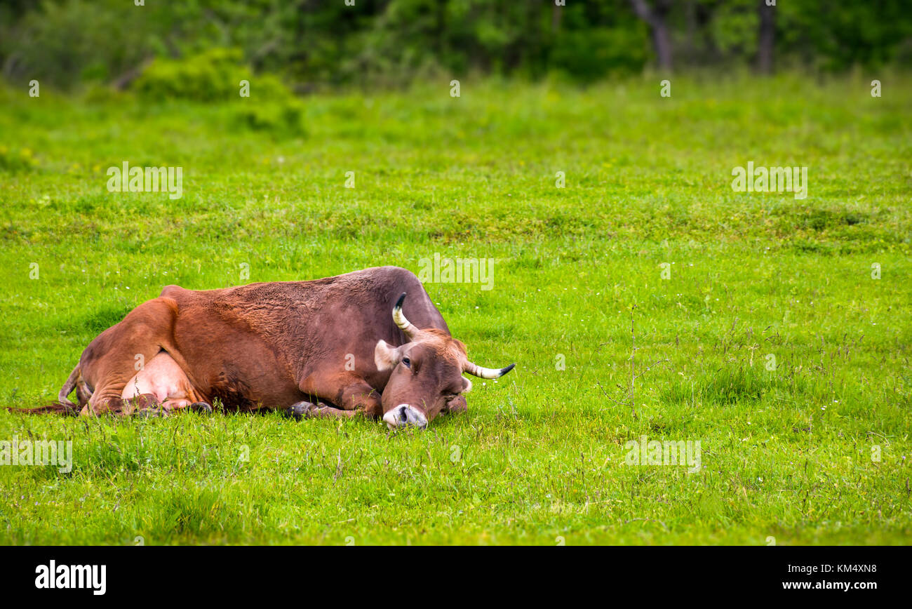 Brown cow poggia su un prato erboso. graziosi animali emozione, agiscono come un gatto Foto Stock