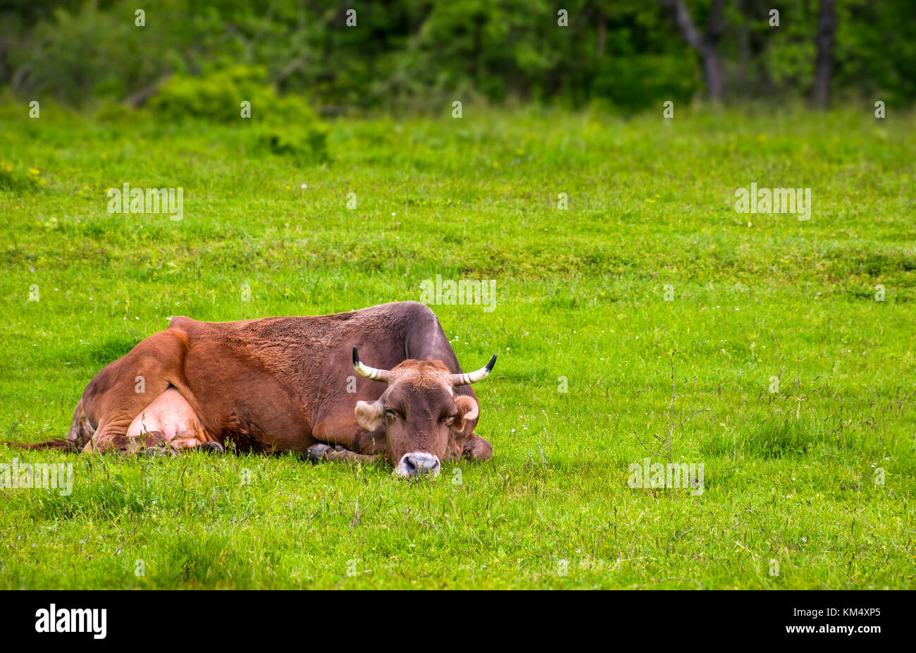 Brown cow poggia su un prato erboso. graziosi animali emozione, agiscono come un gatto Foto Stock