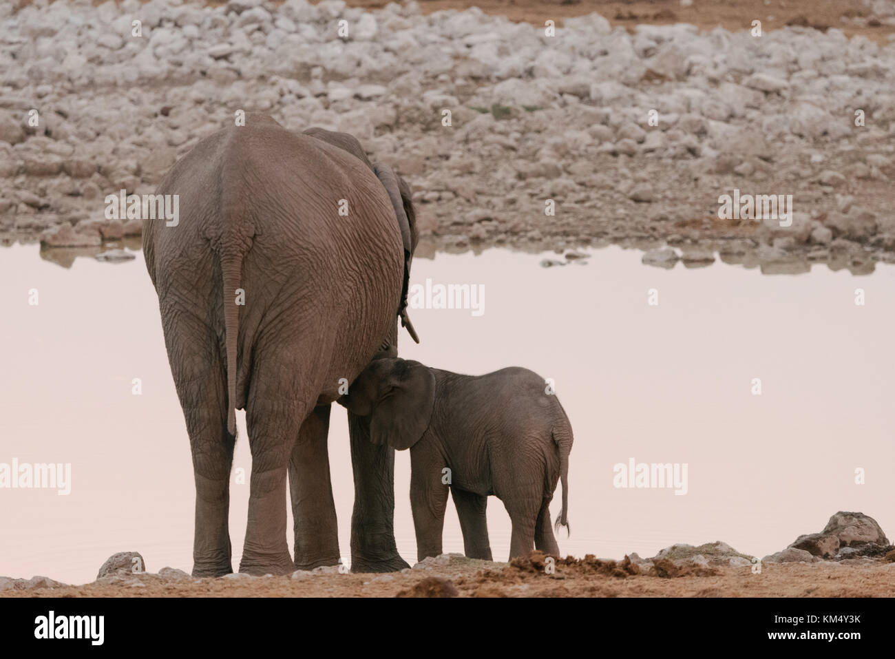 Madre dell' elefante africano (Loxodonta) nurning baby accanto a waterhole Etosha National Park, Namibia Foto Stock