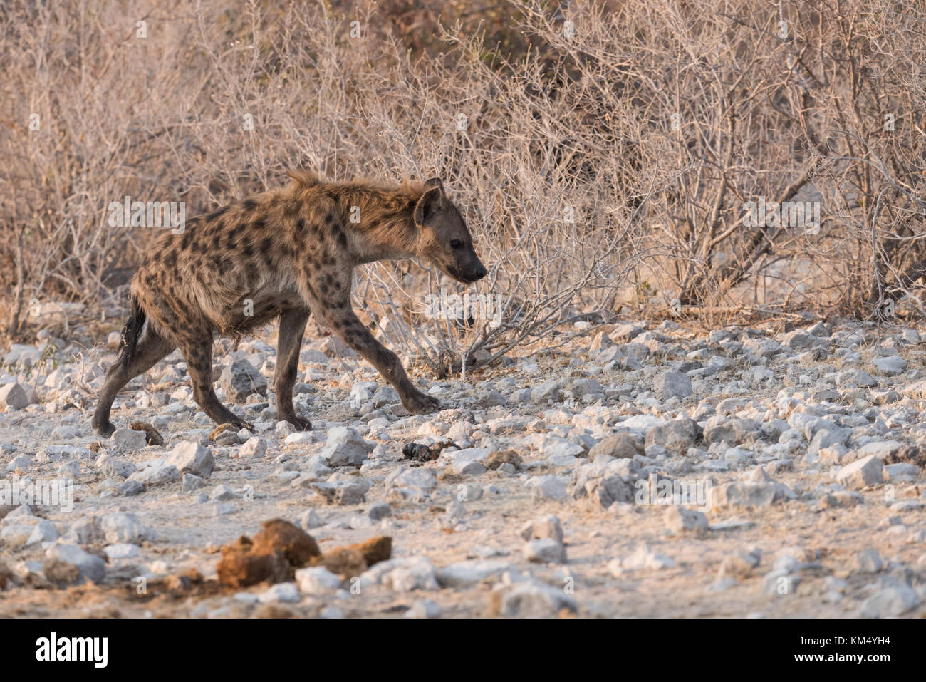 Spotted Hyena (Crocuta crocuta) passeggiate nel paesaggio sparse Etosha National Park, Namibia Foto Stock