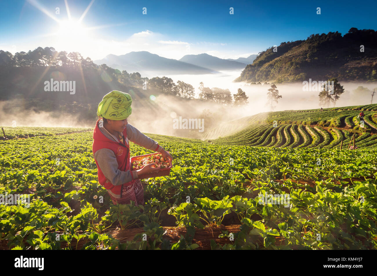 CHIANG MAI, Thailandia - gennaio 14 : Unidentified agricoltore pick in frutta fragola quando sunrise on gennaio 14, 2017 nel campo di fragole,ang khang, Chiang Foto Stock