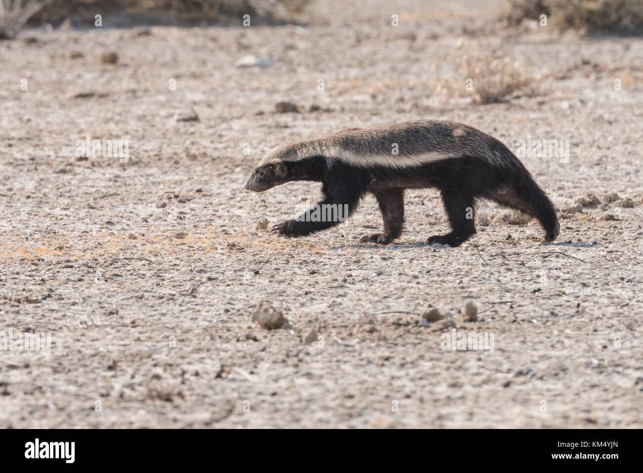 Honey Badger (Mellivora capensis) profilo in esecuzione nel deserto parco nazionale Etosha, Namibia Foto Stock