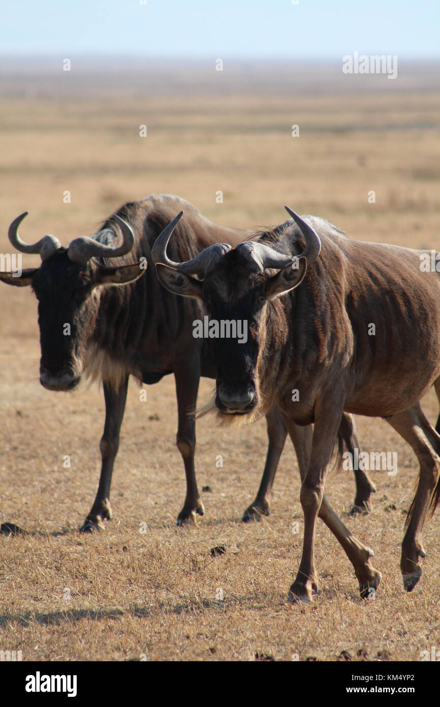 Un paio di wildebeests guardare dentro la fotocamera sul deserto vuoto plateua della Tanzania. prese su safari nel cratere ngorogoro. Foto Stock