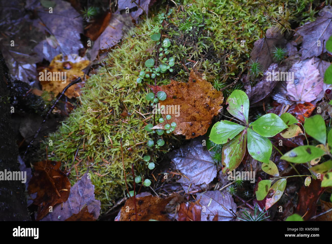 Un momento tranquillo. Foto Stock