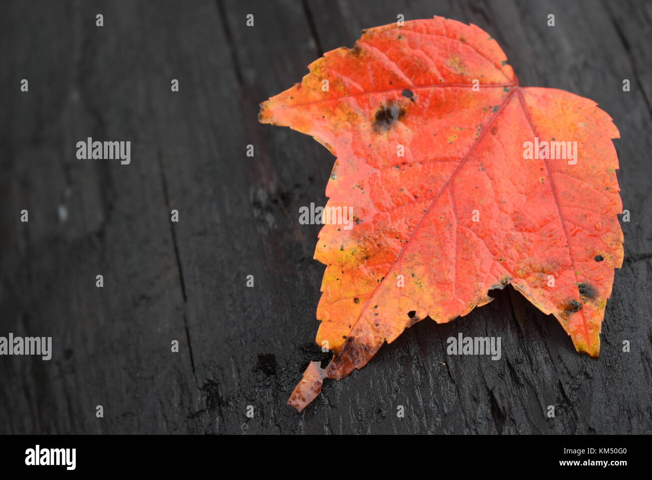 Bellezza nei dettagli. Foto Stock