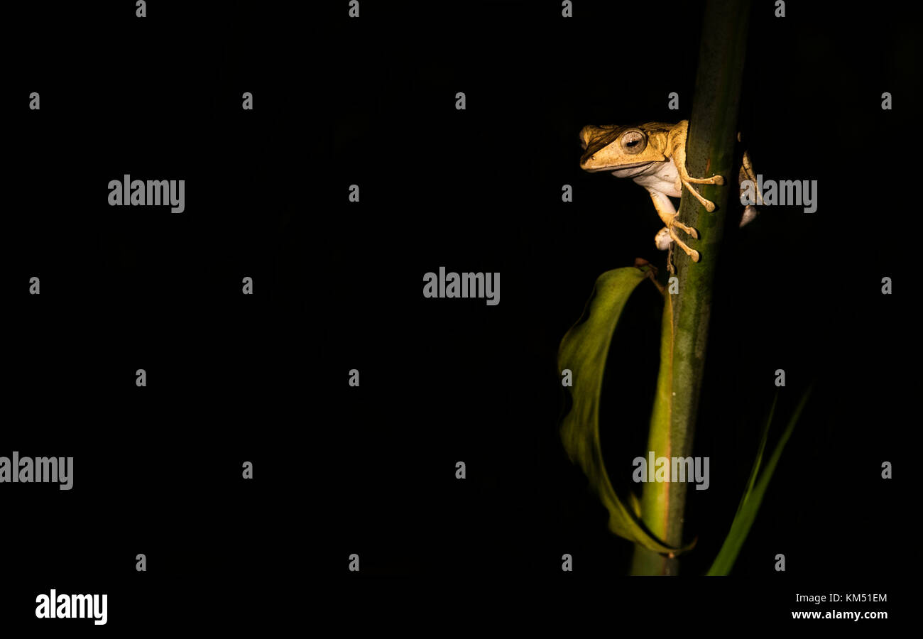 File eared rana, BORNEO Foto Stock