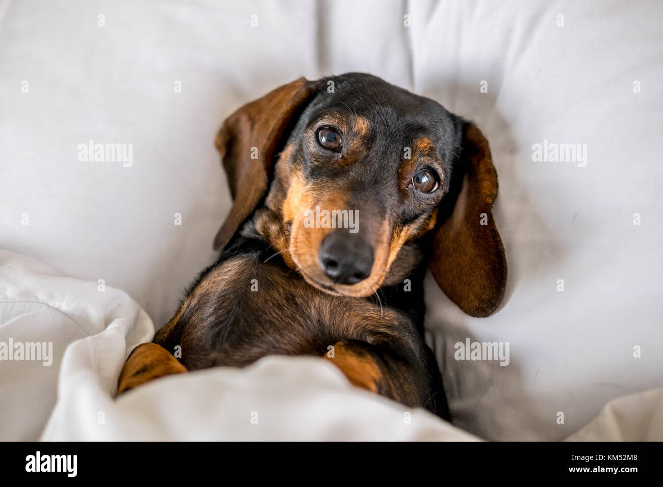 Nero e marrone miniatura bassotto cane dorme nel letto Foto Stock