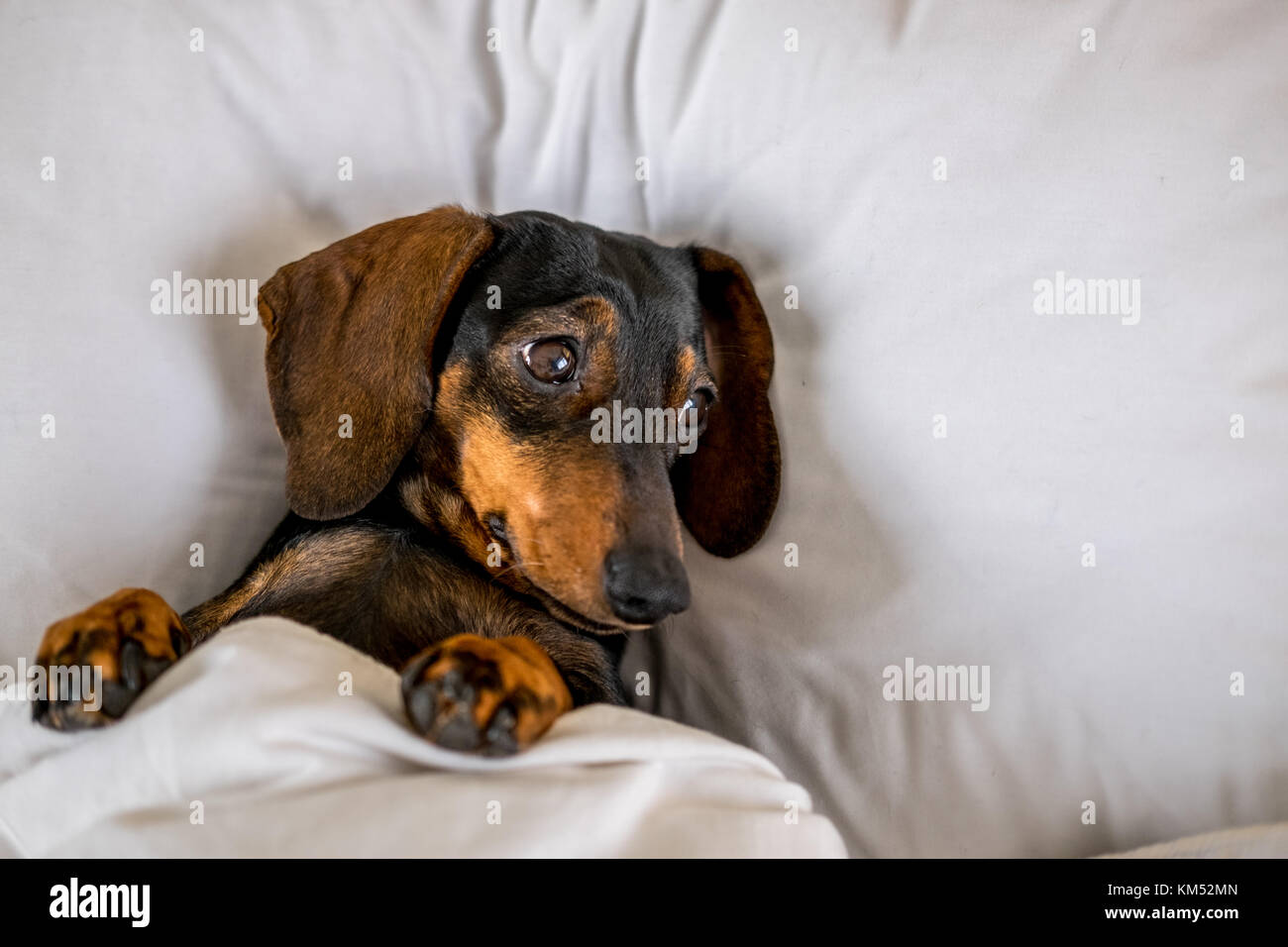 Nero e marrone miniatura bassotto cane dorme nel letto Foto Stock