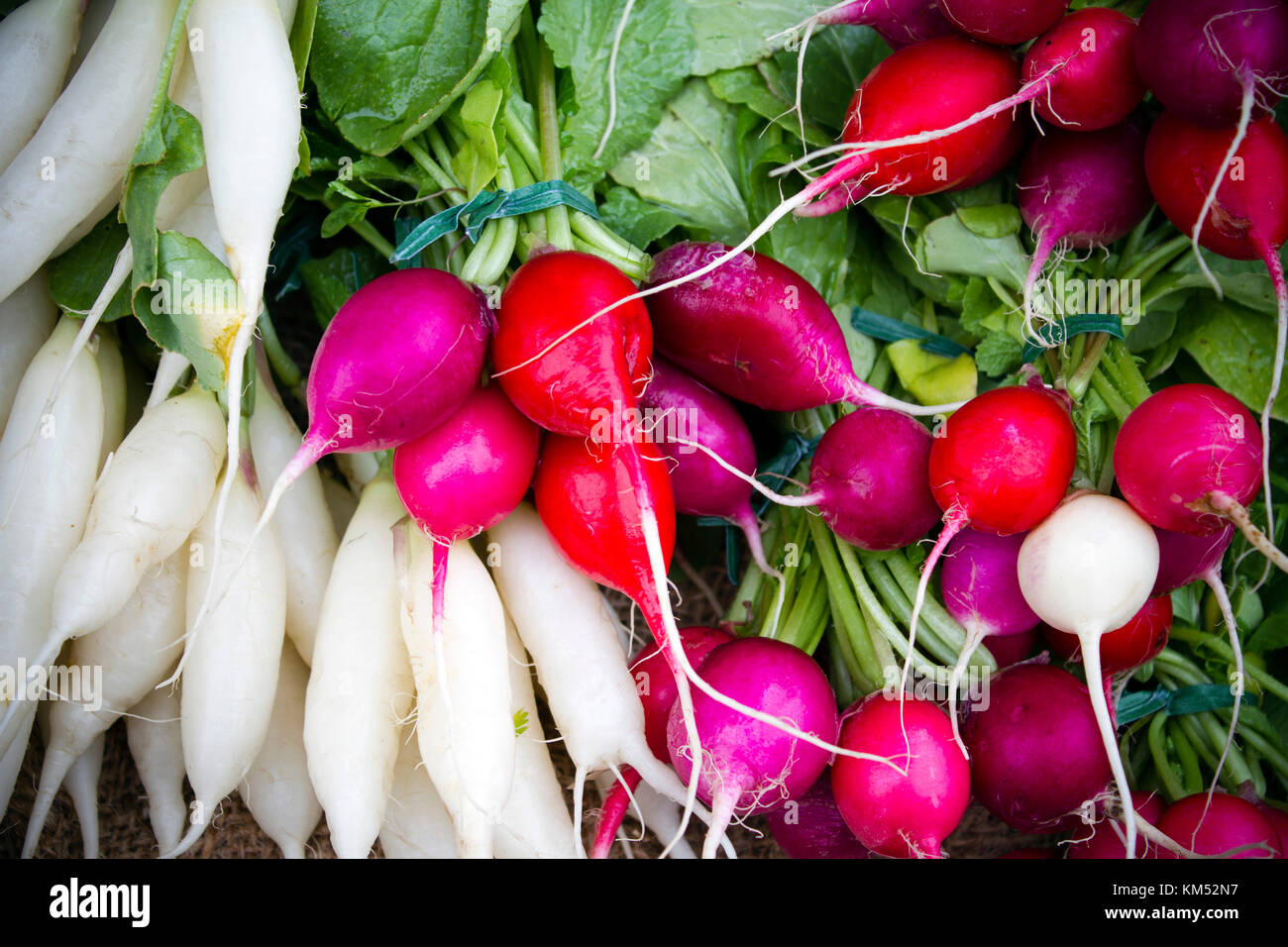 Fresche e mature di ravanello organico durante il fine settimana dell'agricoltore nel mercato penticton, British Columbia, Canada. il mercato degli agricoltori vende prodotti freschi provenienti dal locale o Foto Stock