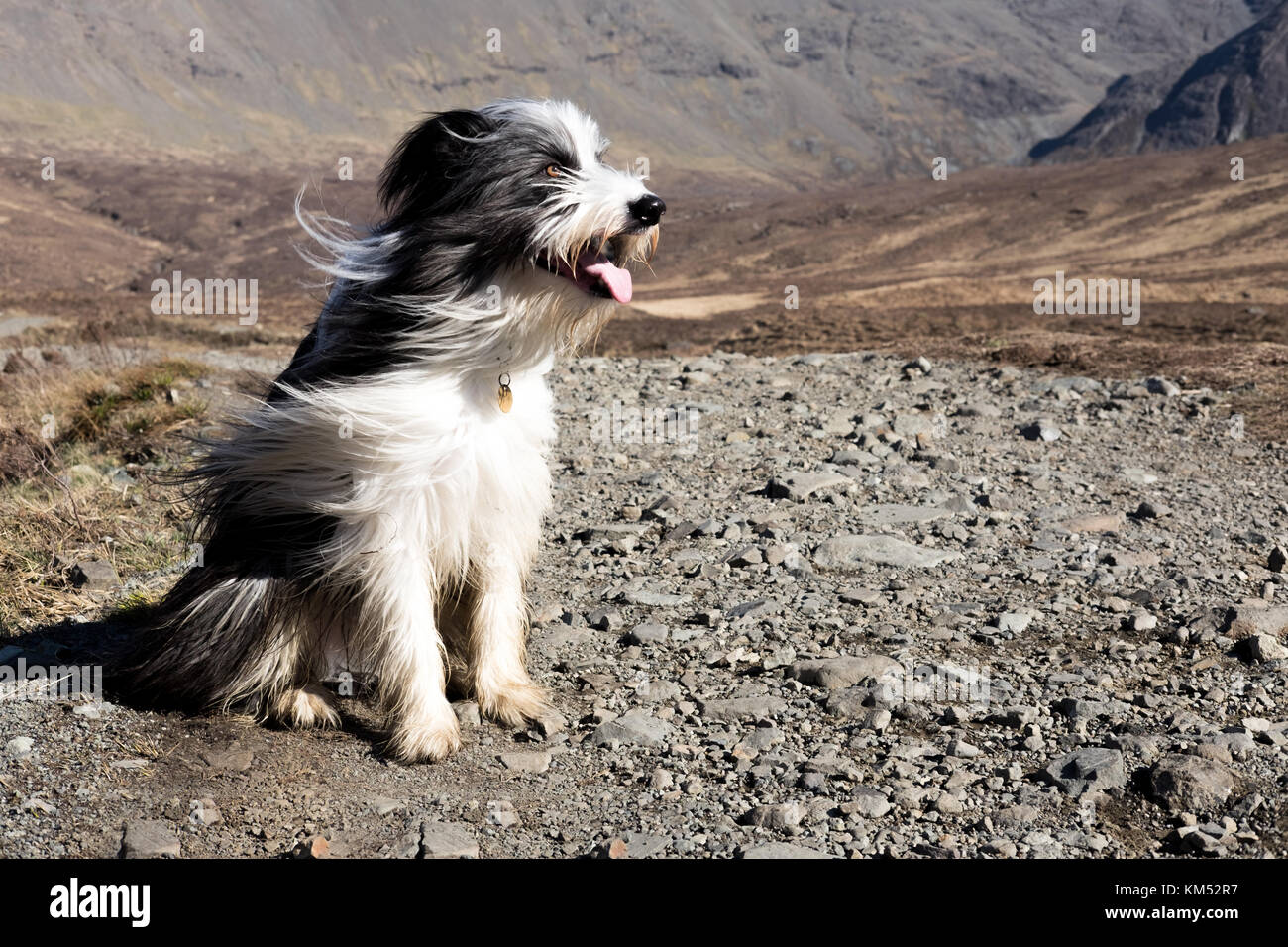 Collie barbuto, Dog sitter, isola di Skye, fairie piscine, highlands, SCOZIA Foto Stock