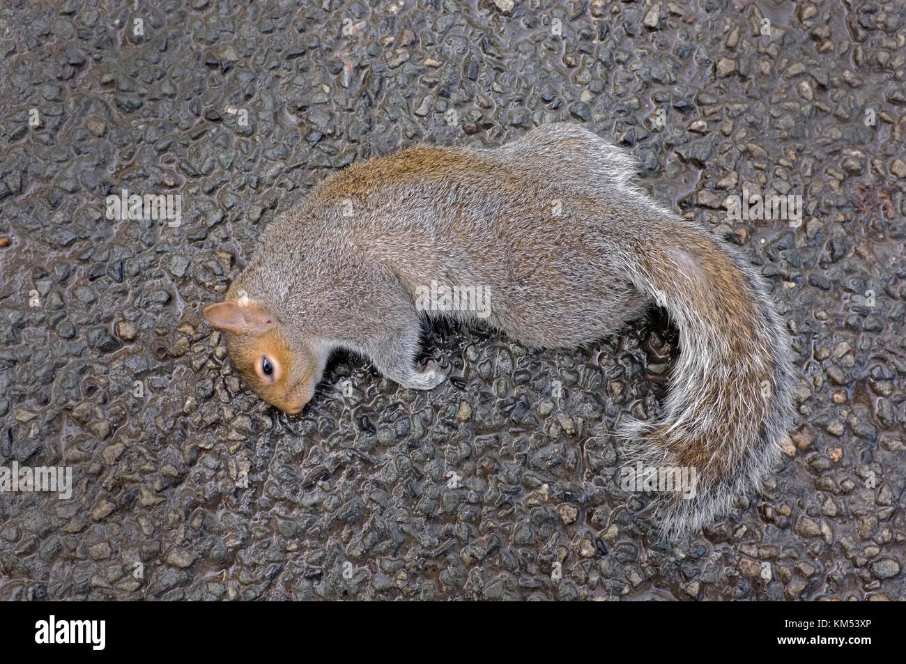 Un morto lo scoiattolo Foto Stock