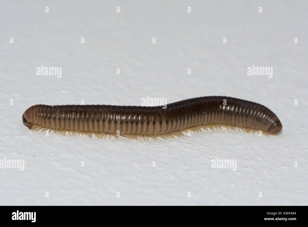 Close-up di millepiedi (Pachyiulus sp.) in Cipro Foto Stock