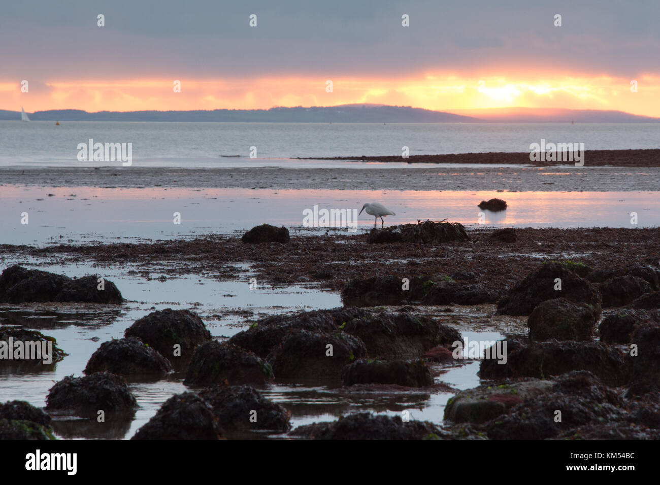 Garzetta (Egretta garzetta) pesca lungo la costa di Hampshire linea a a Titchfield Haven al tramonto Foto Stock