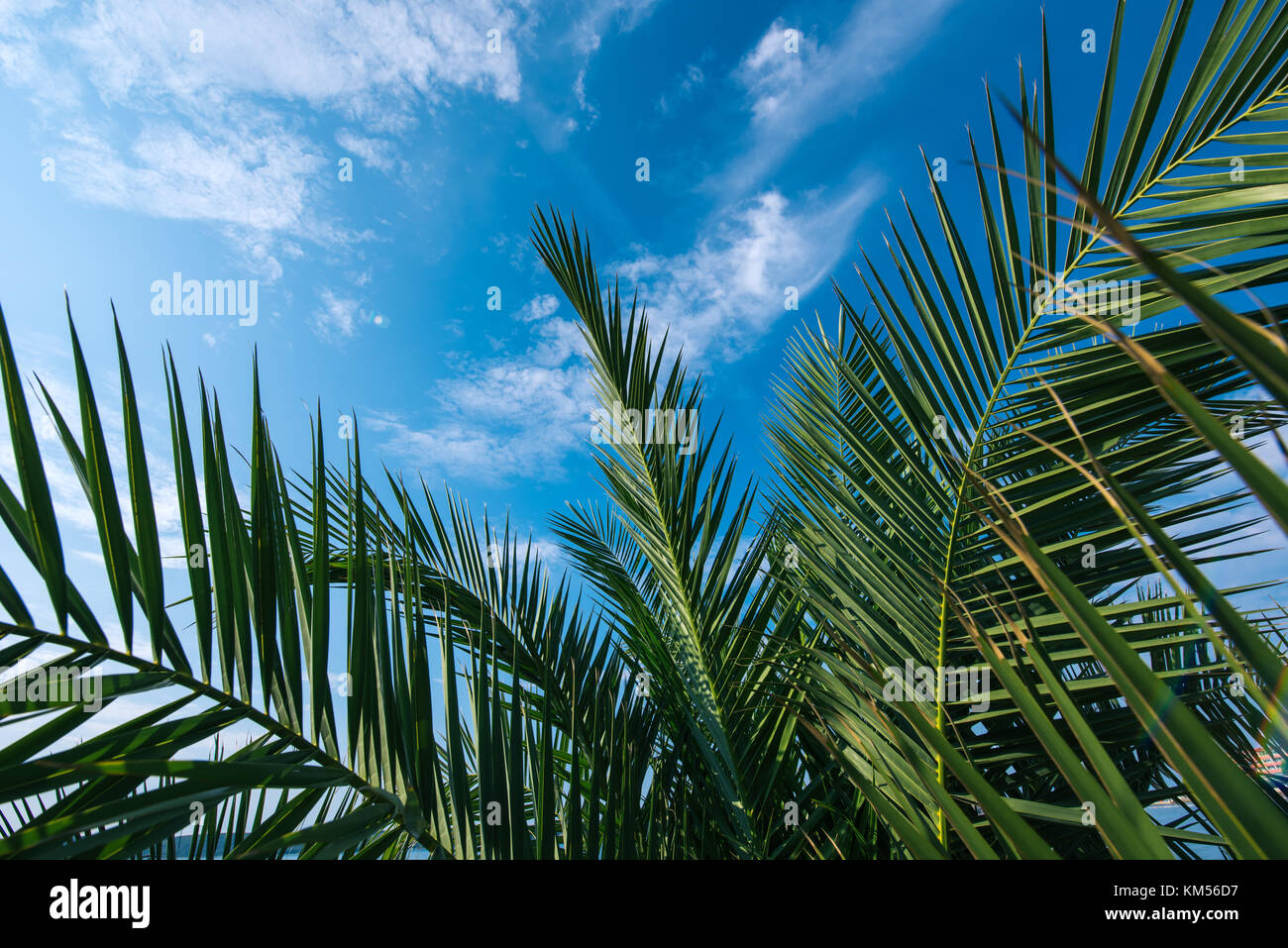 Palm tree foglie contro il cielo blu come copia di spazio per le vacanze estive e vacanze sfondo Foto Stock