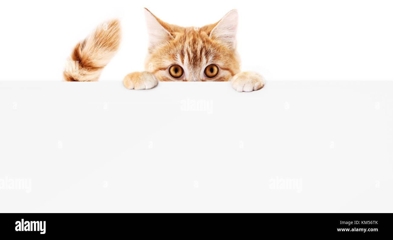 Divertente gatto pet mostra una targhetta isolati su sfondo bianco vuoto banner web template e spazio di copia Foto Stock