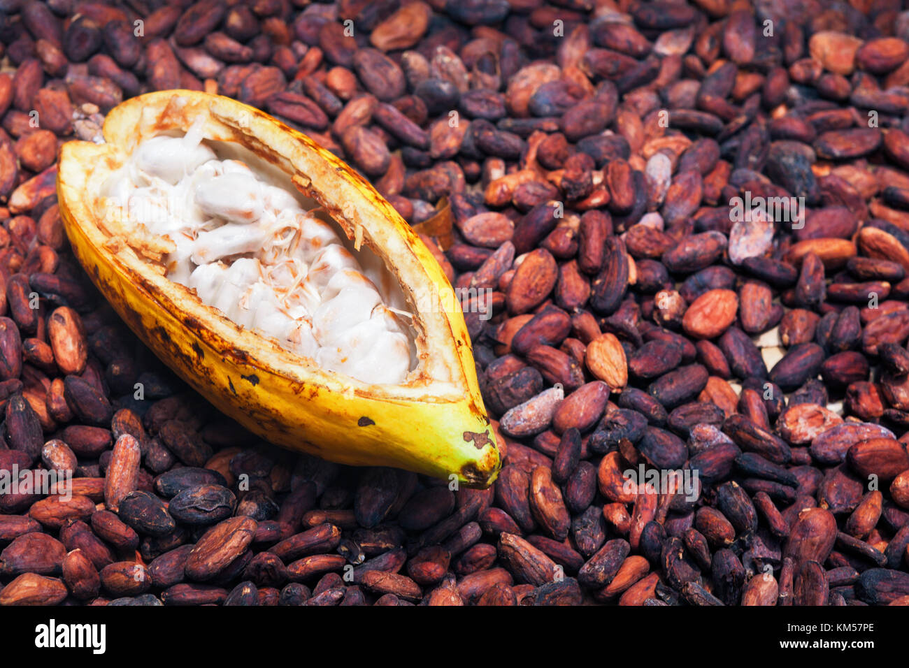 Indonesiano di alberi di cacao plantation harvest - aperto mature pod per essiccazione chicchi crudi sfondo. Frutta di piante di cacao utilizzato nell industria alimentare per la produzione di Foto Stock