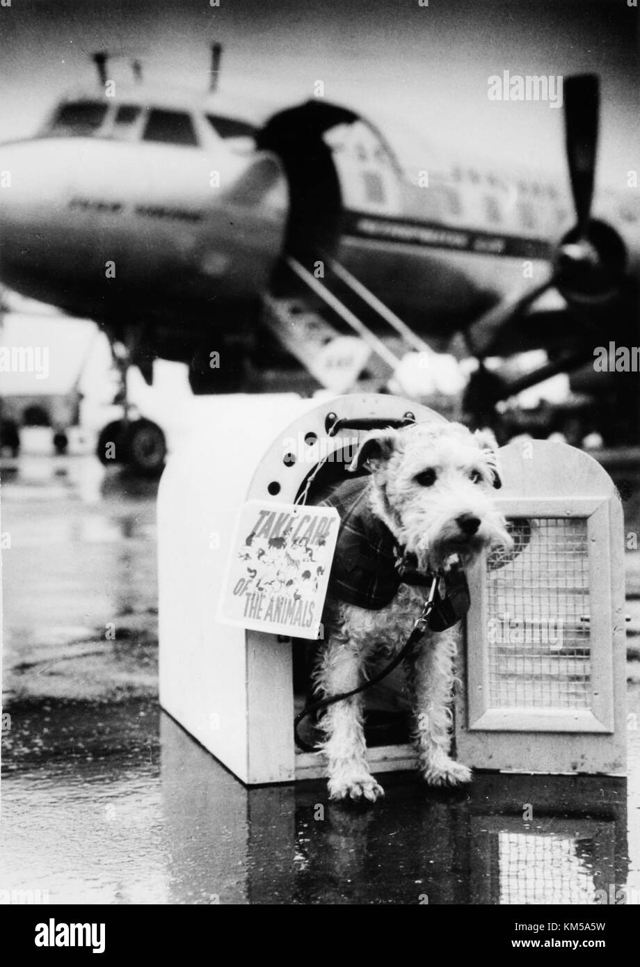 Questa immagine si riferisce probabilmente a SAS Cargo, una divisione di Scandinavian Airlines System che gestisce i servizi cargo. L'attenzione può essere rivolta alla loro flotta o alle operazioni relative al trasporto aereo di merci. Foto Stock