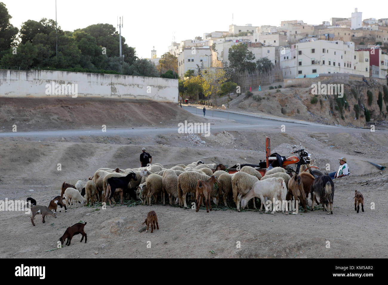 Commercio locale del negozio di Fez, Marocco Foto Stock