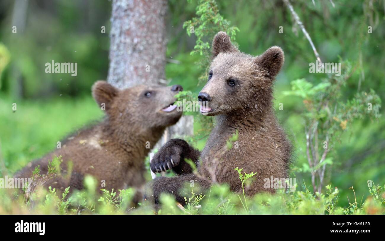 I cuccioli di orso bruno (Ursus arctos arctos) in estate foresta. naturale sfondo verde Foto Stock