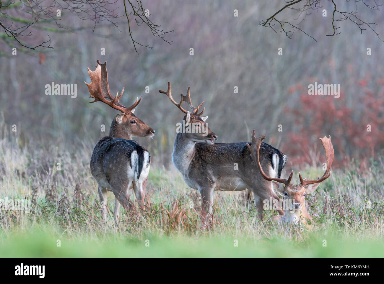 Parco dei Daini(Buck Dama Dama) a Holkham in North Norfolk. Foto Stock