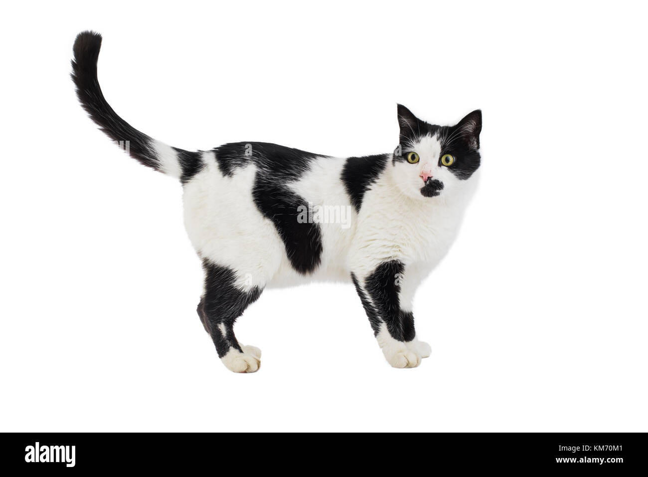 Bella Black & White cat isolato su uno sfondo bianco Foto Stock